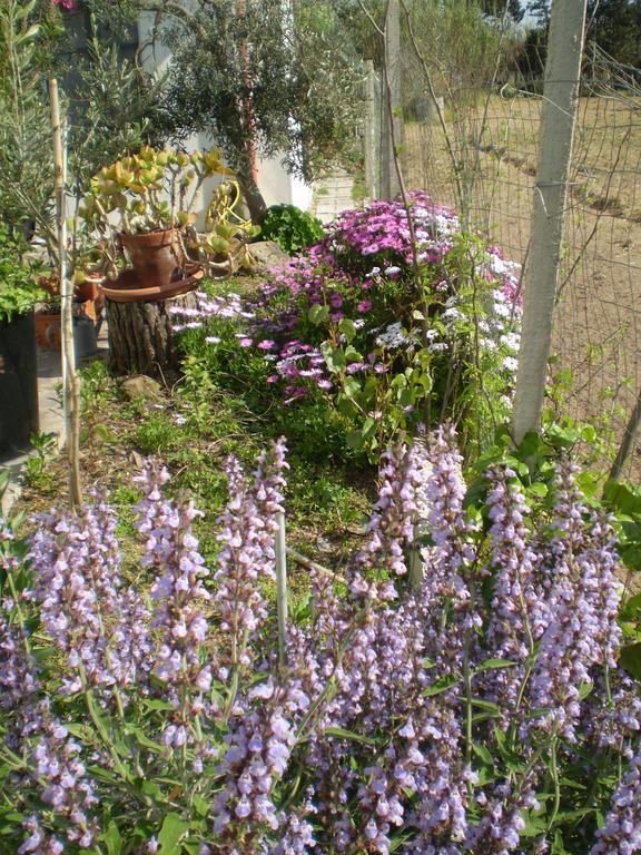 Bed and Breakfast Il Giardino Di Emilio à Marrùbiu Chambre photo